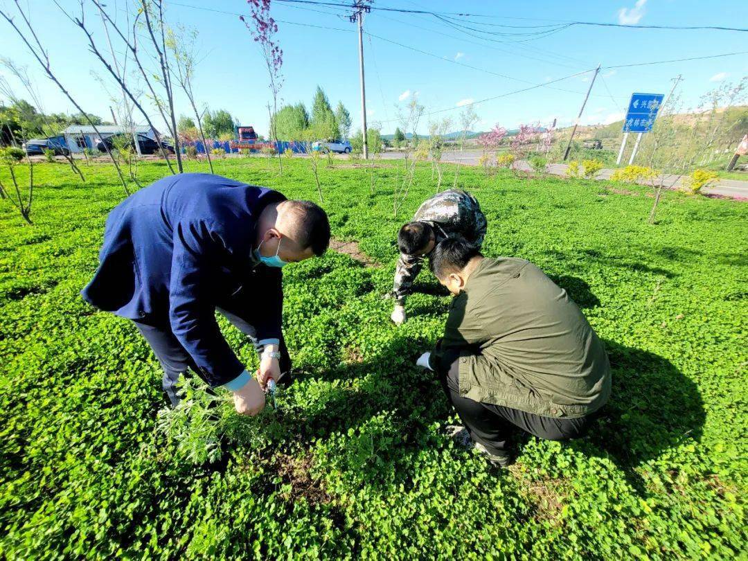 密山市兴凯镇开展"清除杂草 美化家园"志愿服务活动_劳动_分工协作