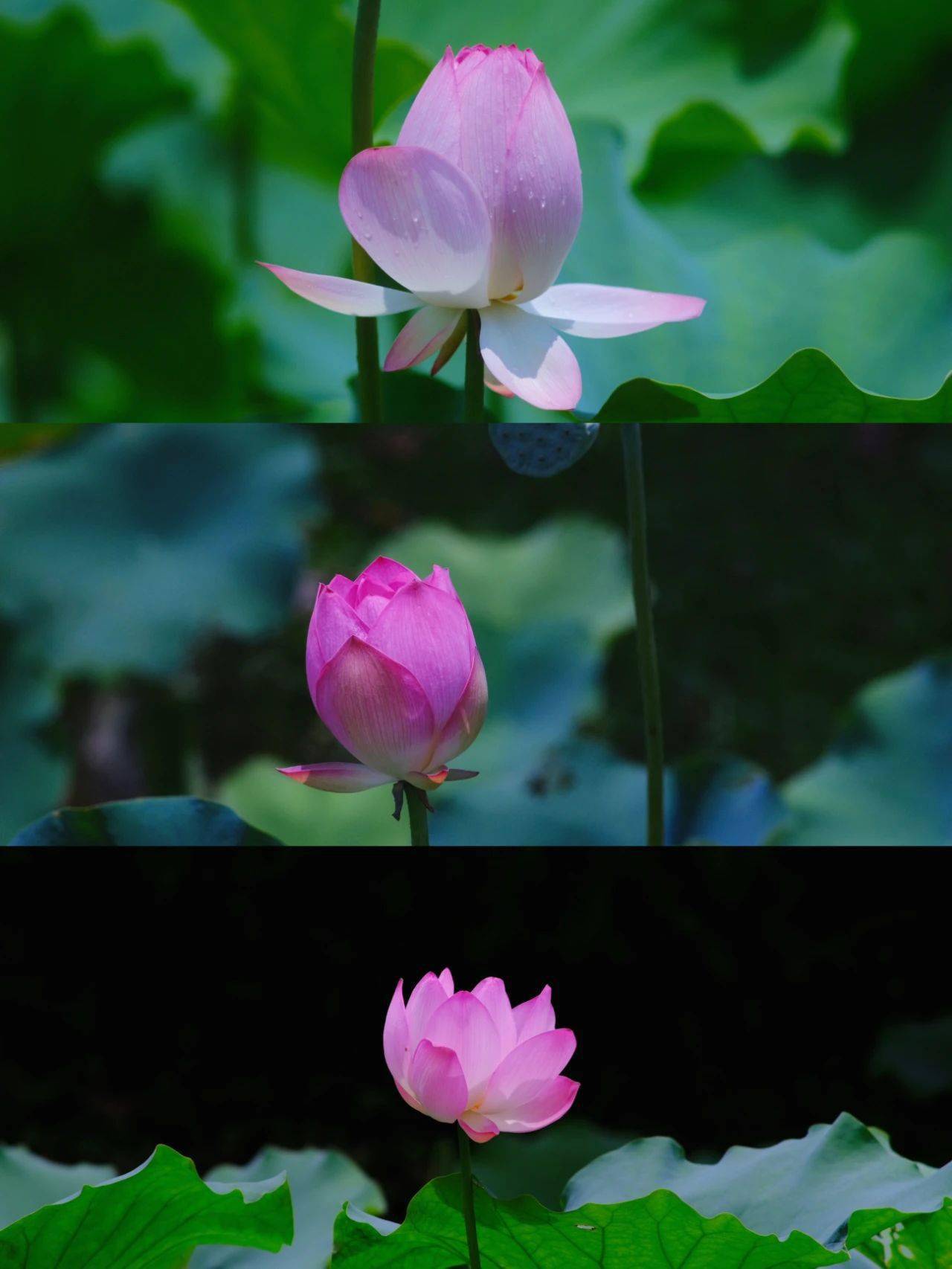 好运"莲莲"!_荷花_佛山_公园