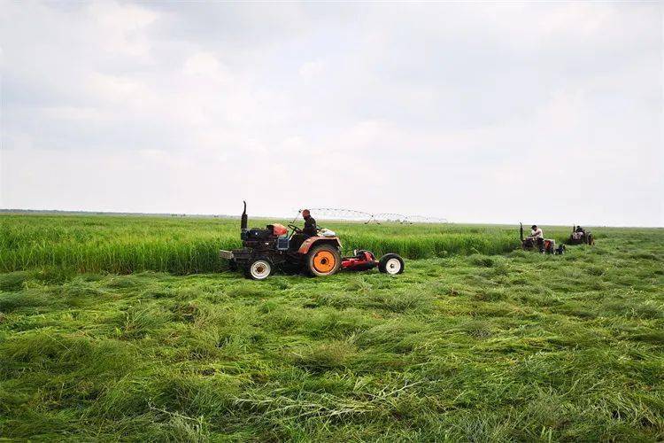 开鲁县小街基镇:打造"产学研耦合 育繁推一体"羊草产业发展模式_生态