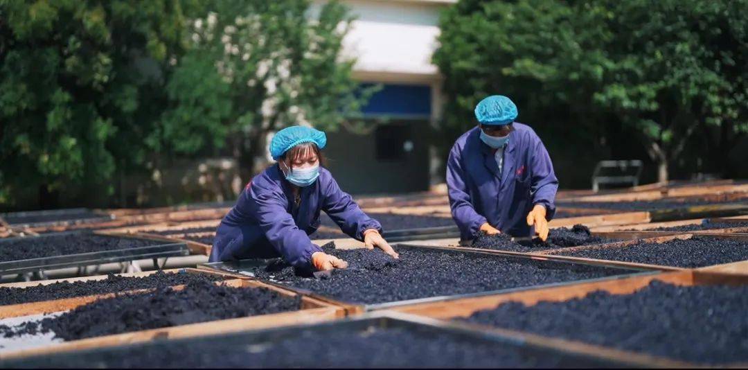 溧阳特色风味,乌米飘香过端午!_传统_清香_鲜肉