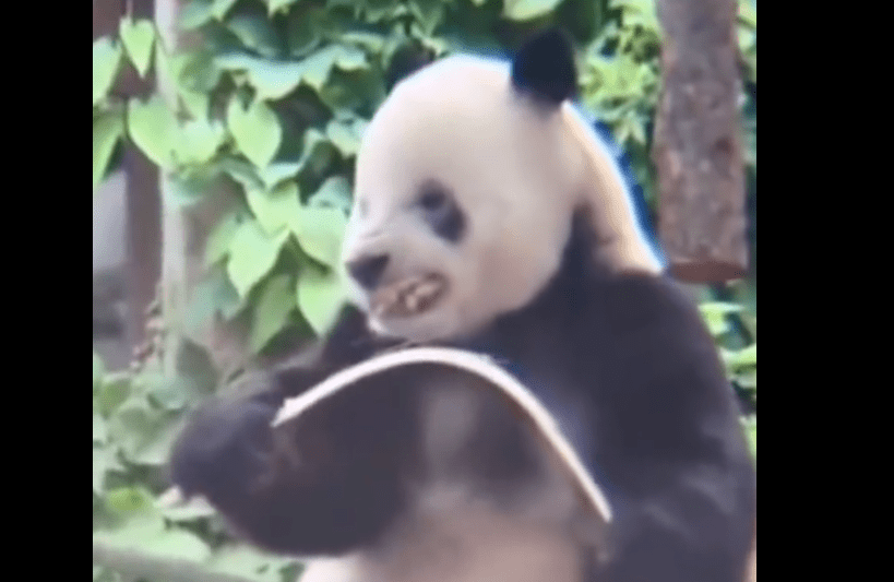 哥哥萌二最近因为霸气掰竹子的表情走红网络,这不,"龇牙"名场面又来了