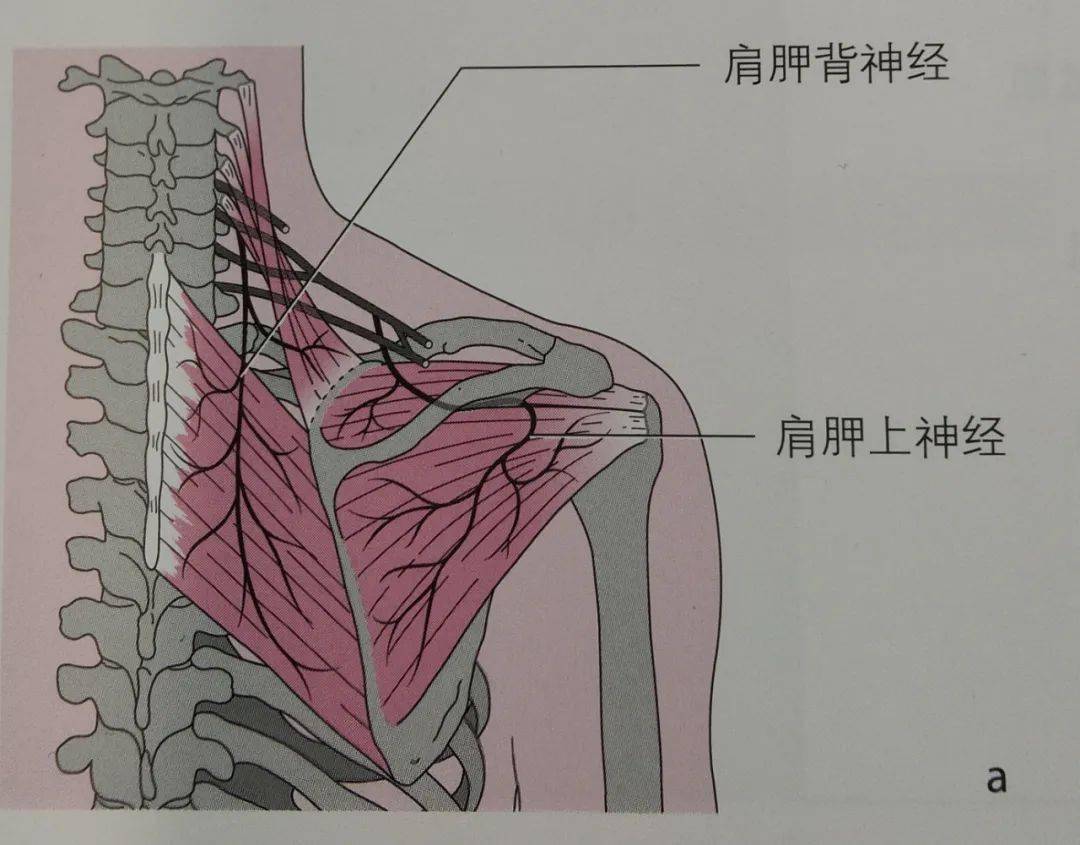 肩胛骨喙突内缘位置图图片