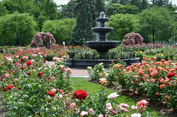 纽约周边8大浪漫玫瑰园盘点~_rose_植物园_花园