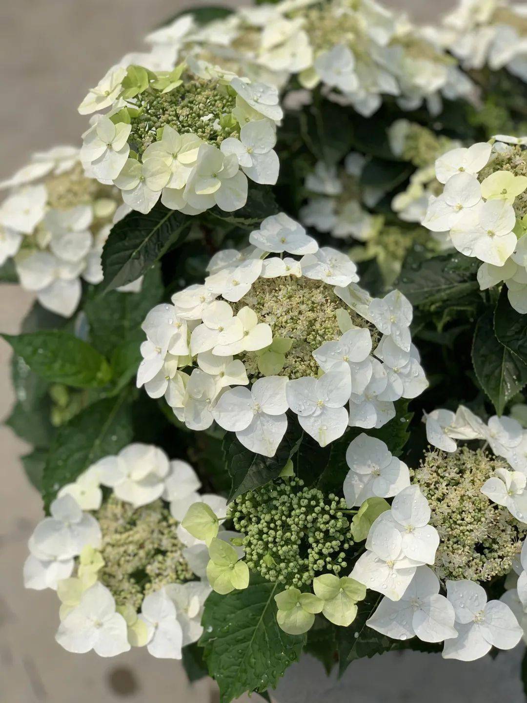 美妙旋律簇花团,辰山草地广播音乐节期间专家带你赏绣球_植物园_品种