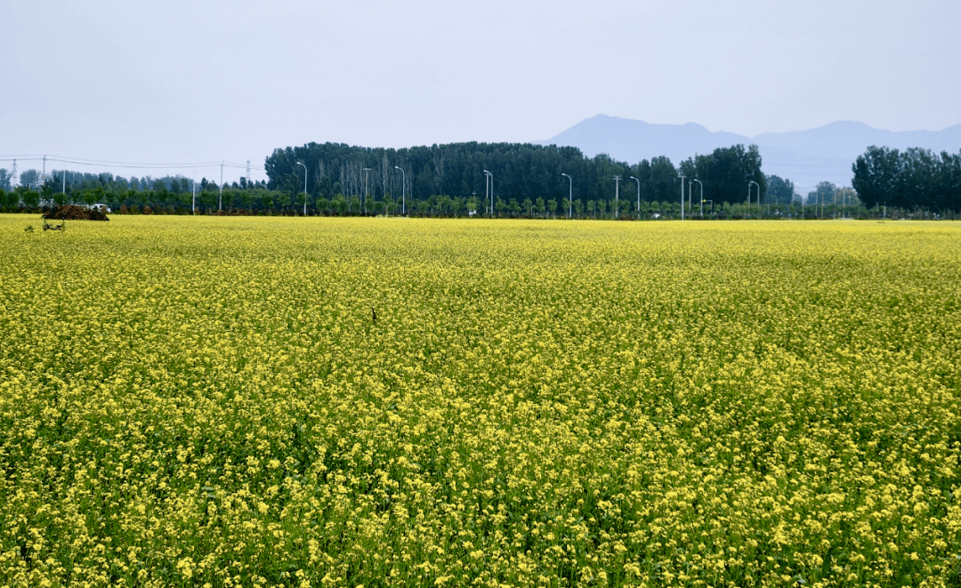 顺义这片1000亩油菜花海,美爆了!_木林镇_大韩庄村_的花海