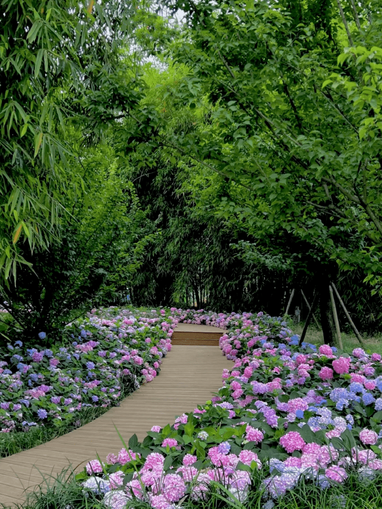 成都附近花海图片