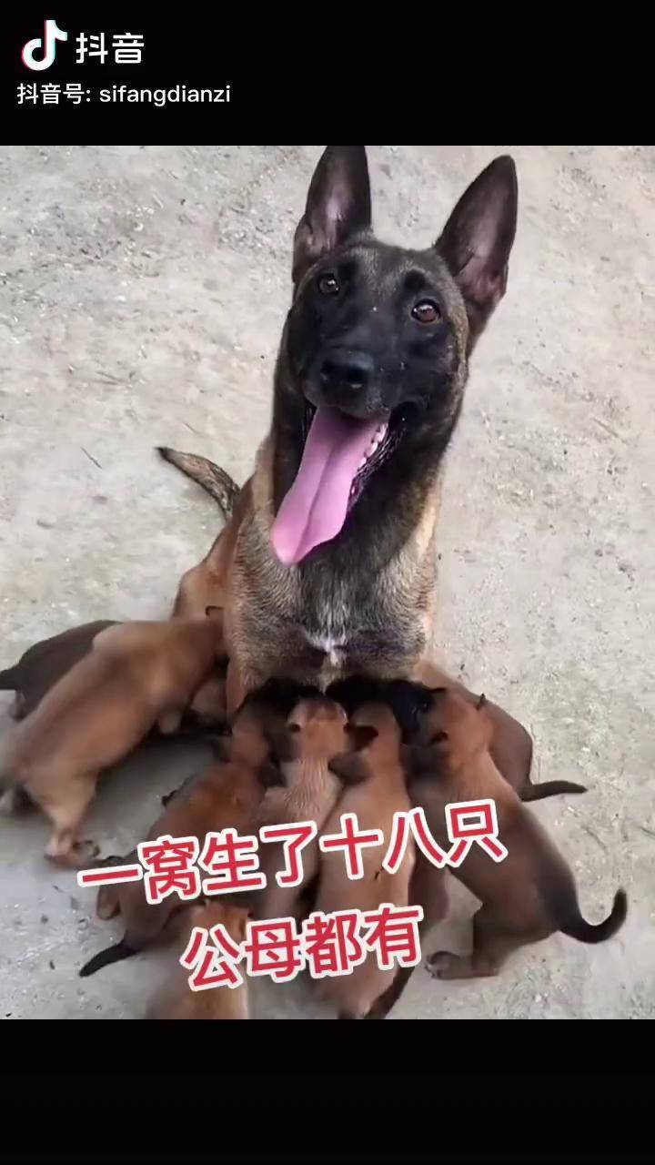 自繁自养 精品马犬 幼犬