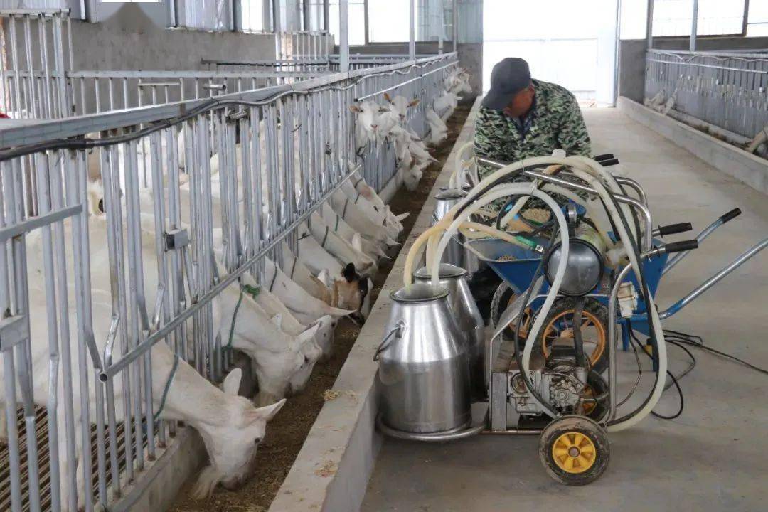 67【乡村振兴看旬邑】奶山羊成为群众增收致富"领头羊"_养殖业_发展