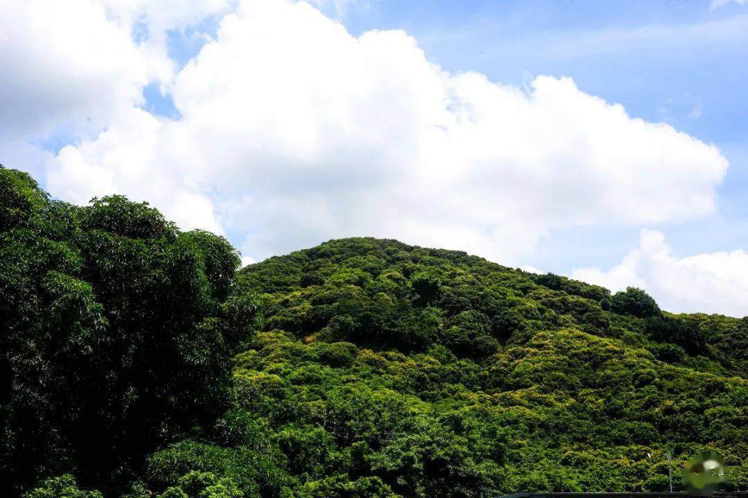 白芒村周边有很多果园,如深圳南荔果场,客家果场,老孔果园,老火果场.