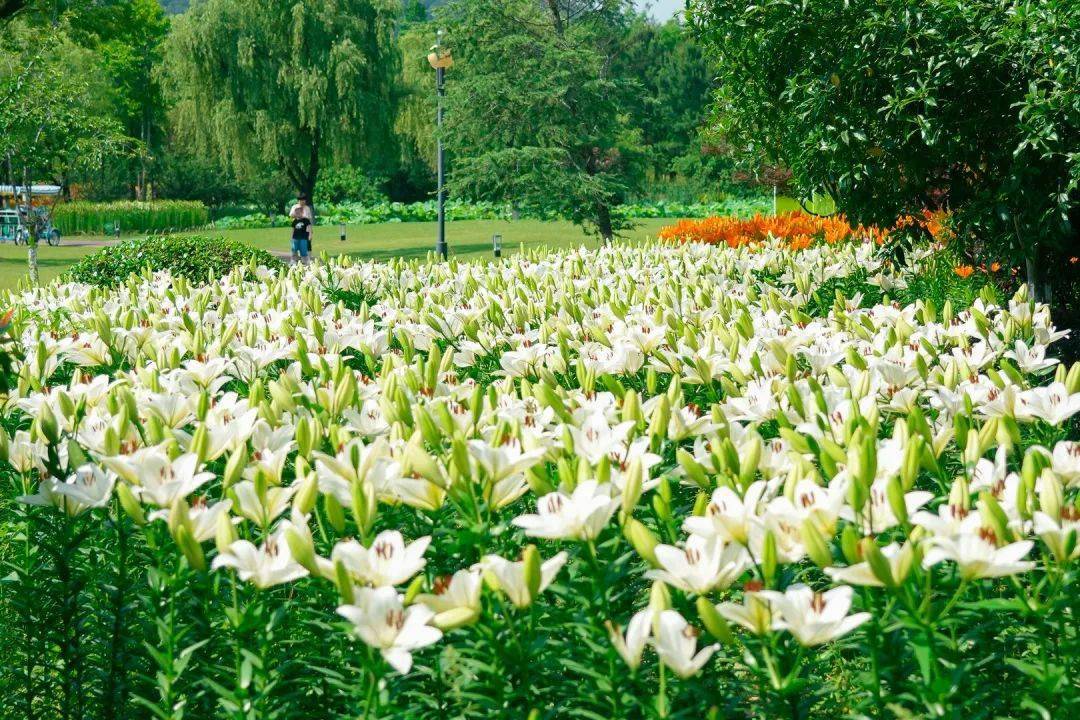 不仅有橙色的,嫩黄的,灵湖百合花花田里种植着多种类百合花