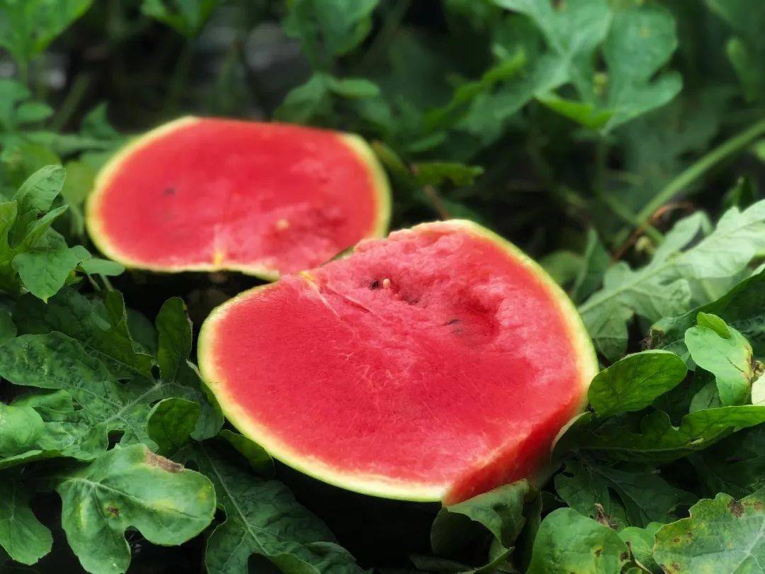 夏天,超甜爆汁起沙的西瓜,在佛山这里!_种植_永和村_品种