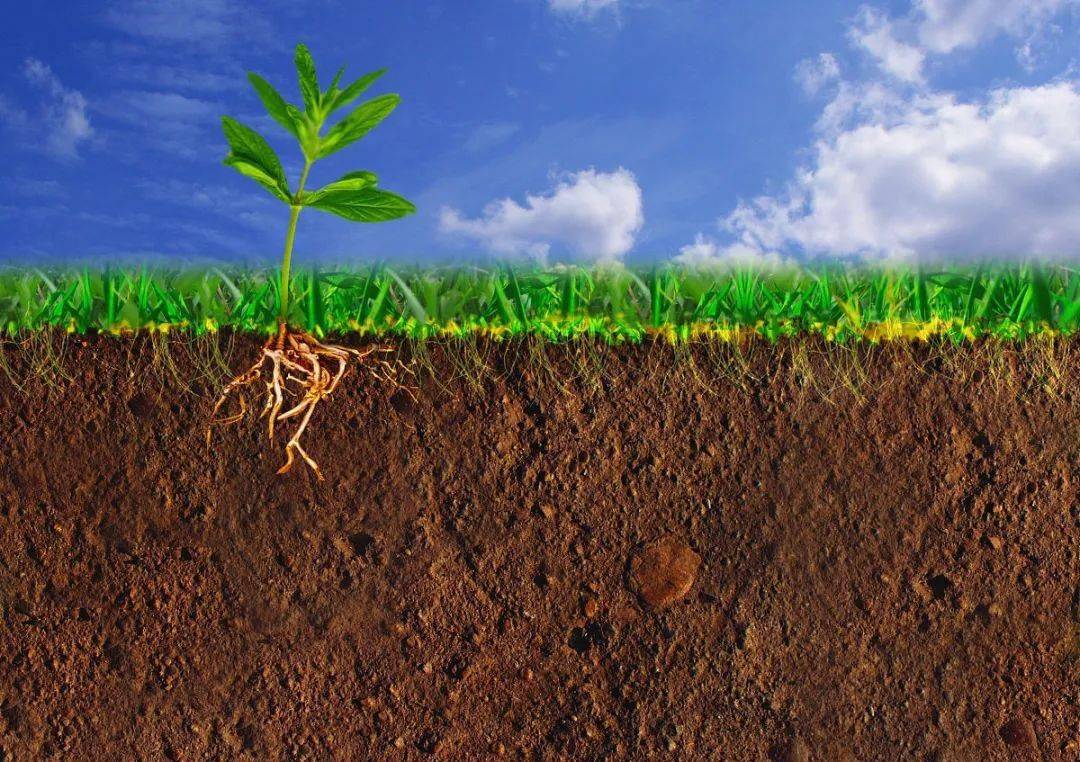 微专题:夜雨,高考地理中的冬小麦和春小麦,植被与土壤的十四大地理