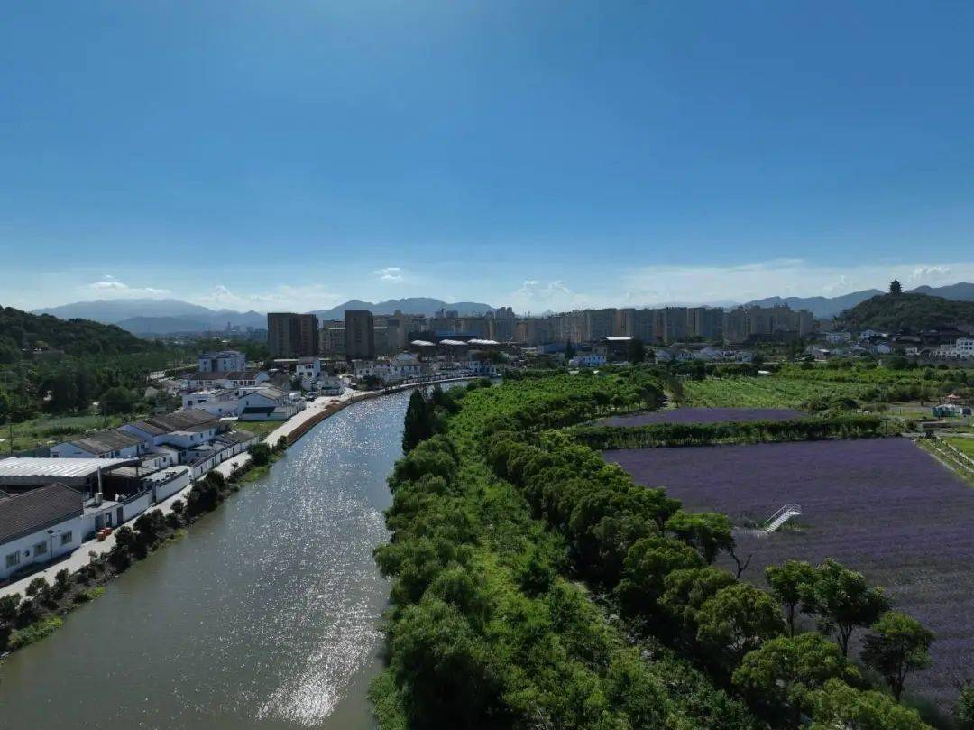 龙港发现一片紫色花海!_游客_凤凰_活动