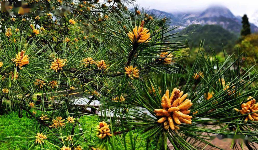 黄山松迎来花期_松花_生命_景区