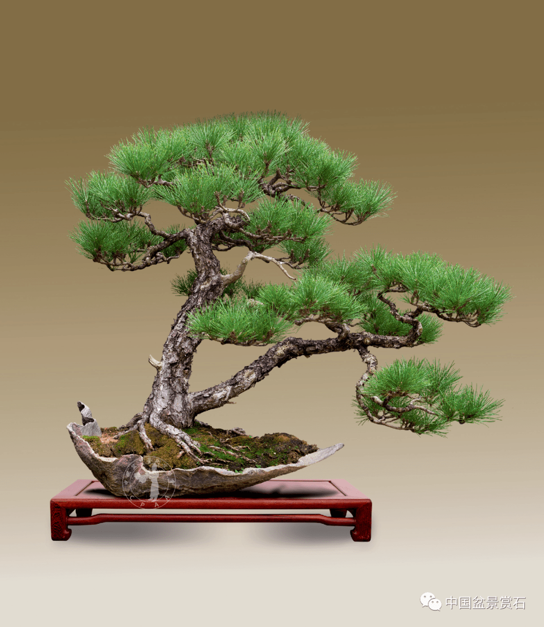 养景亦养心 | 陈文辉的盆景艺术人生_真柏_作品_创作