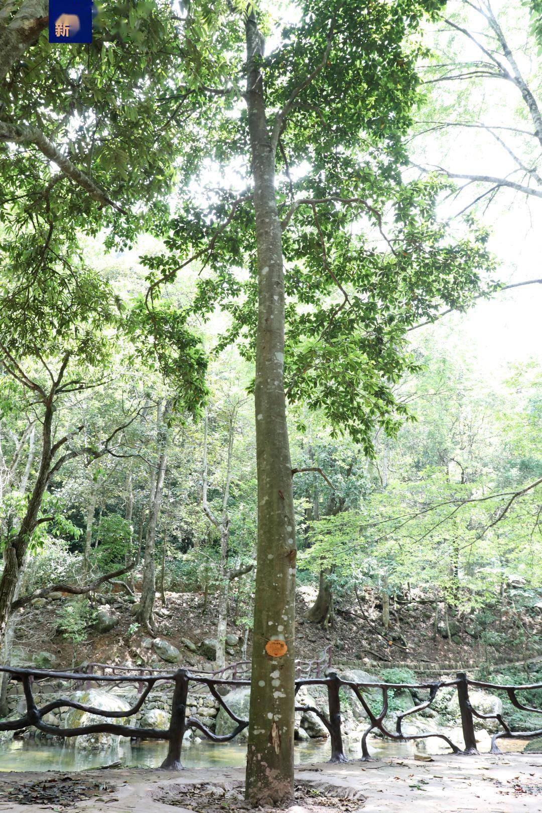 【发现】广西大瑶山发现樟科新物种群落_琼楠_植物_自然保护区