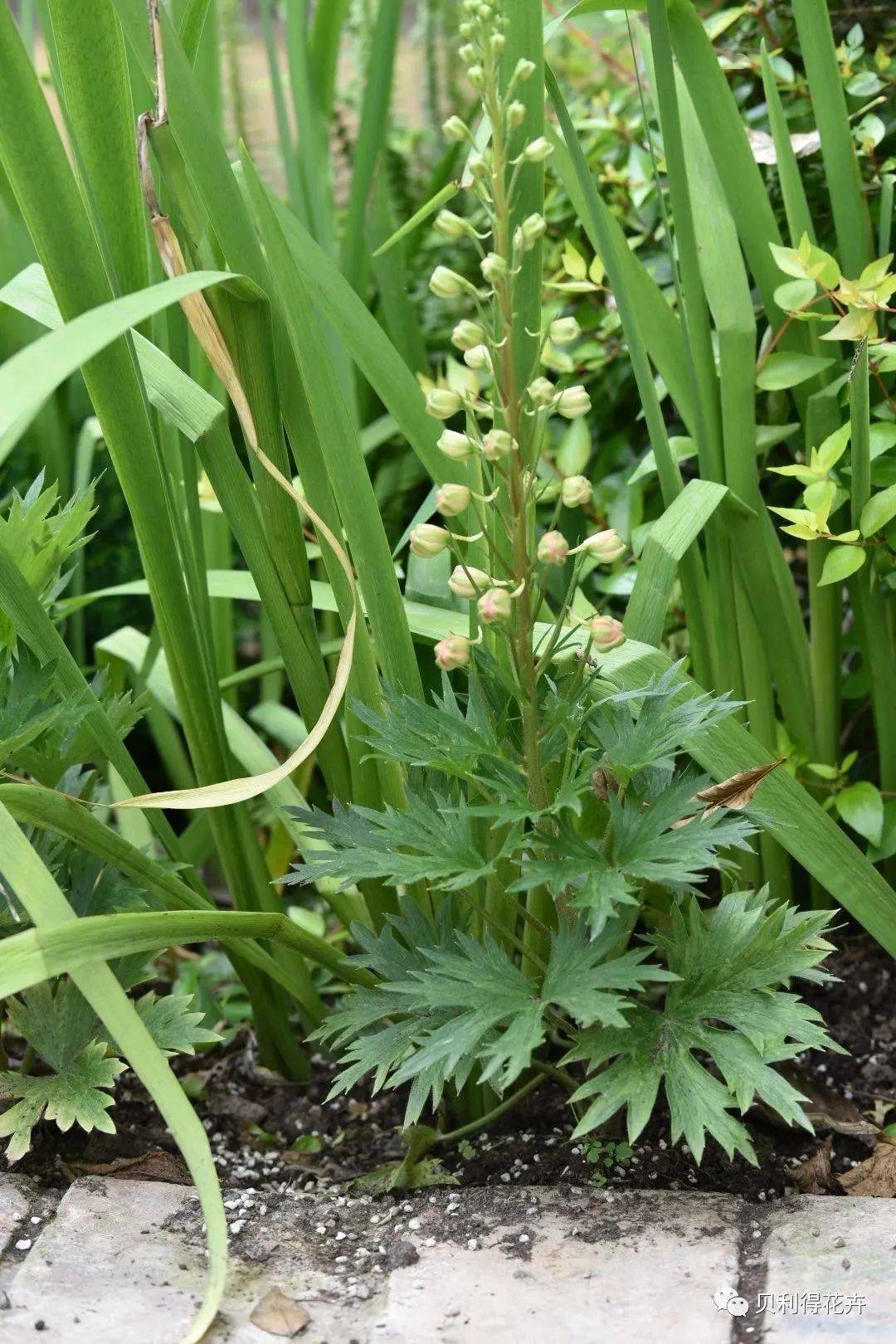 彩潮和其他雨后的矮牵牛鼠尾草 大炫蓝和矮牵牛 蜂之膝杂交秋海棠
