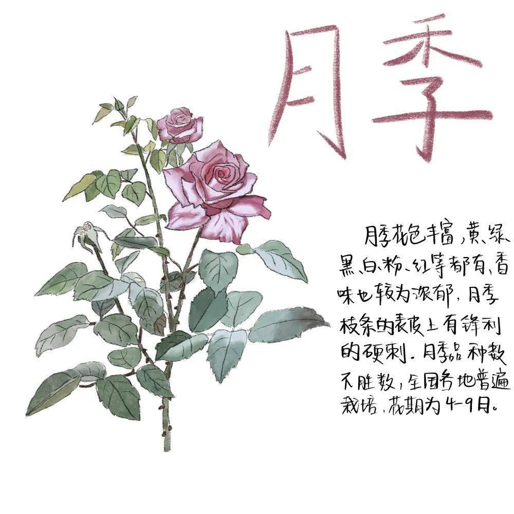 月季花的植物名片图片