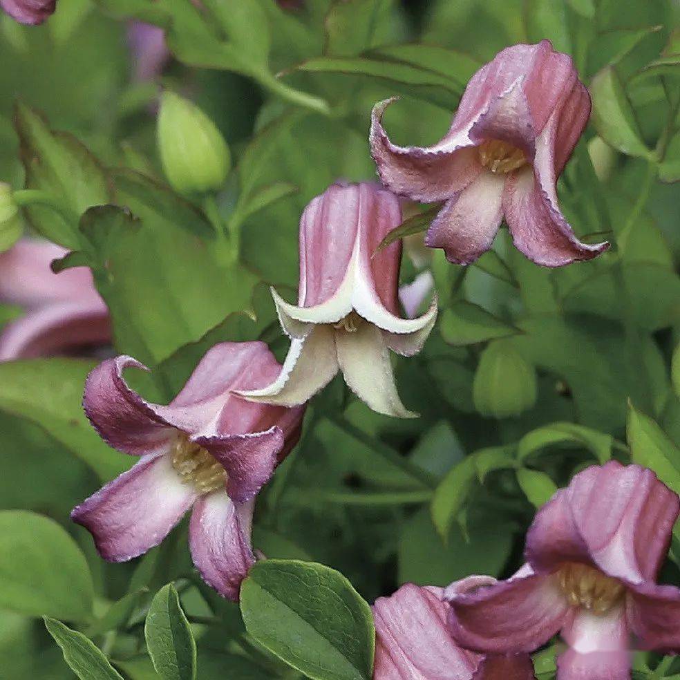 158个铁线莲品种图鉴,流光溢彩,美到失语!_cm_藤本_花开如