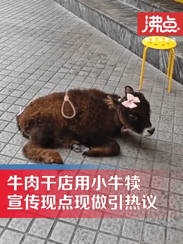 现点现做？牛肉干店把小牛拴门口宣传被指残忍，店主：是现场炒制，不是现杀现做，它是吉祥物，不会杀它