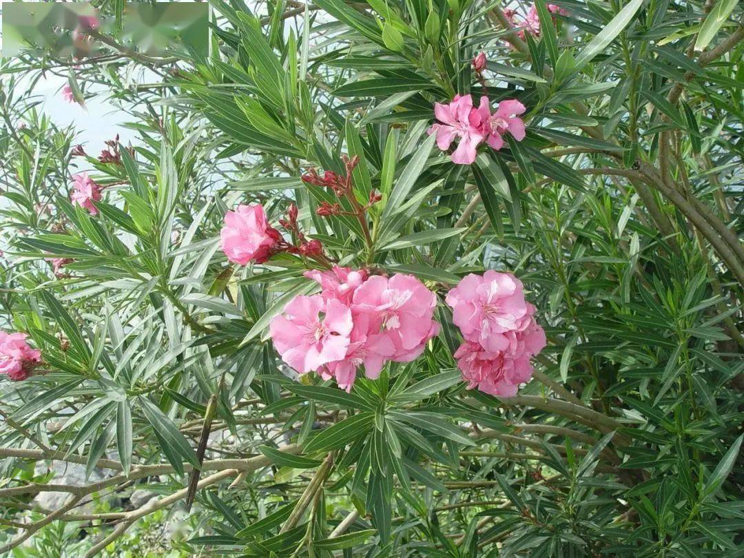 南宁市38万株夹竹桃盛开,但谨慎触碰,具有一定毒性!_花朵_花似桃_大道