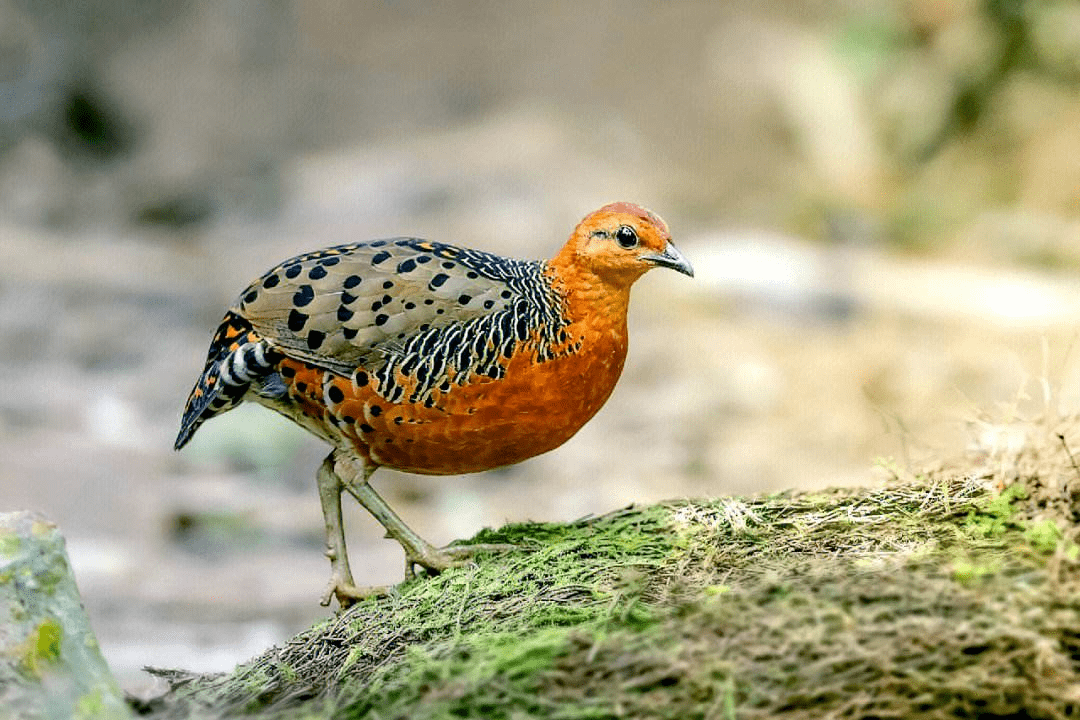 【读画】 徐扬《牡丹山鹧图》_徐扬_书画_长尾