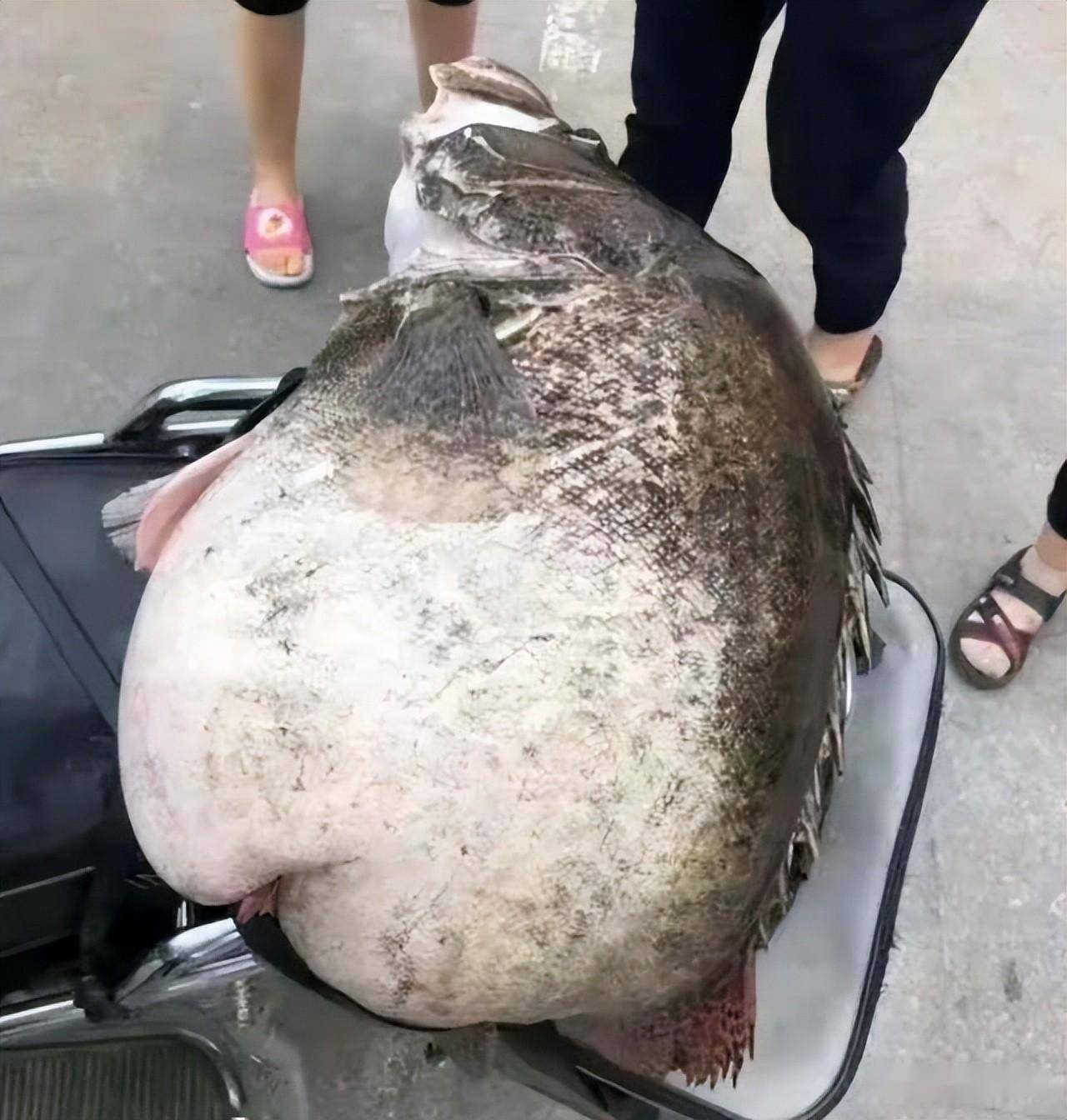 鳜鱼的口腔内有许多细小的牙齿,能够吐下与其体型不相上下的猎物.