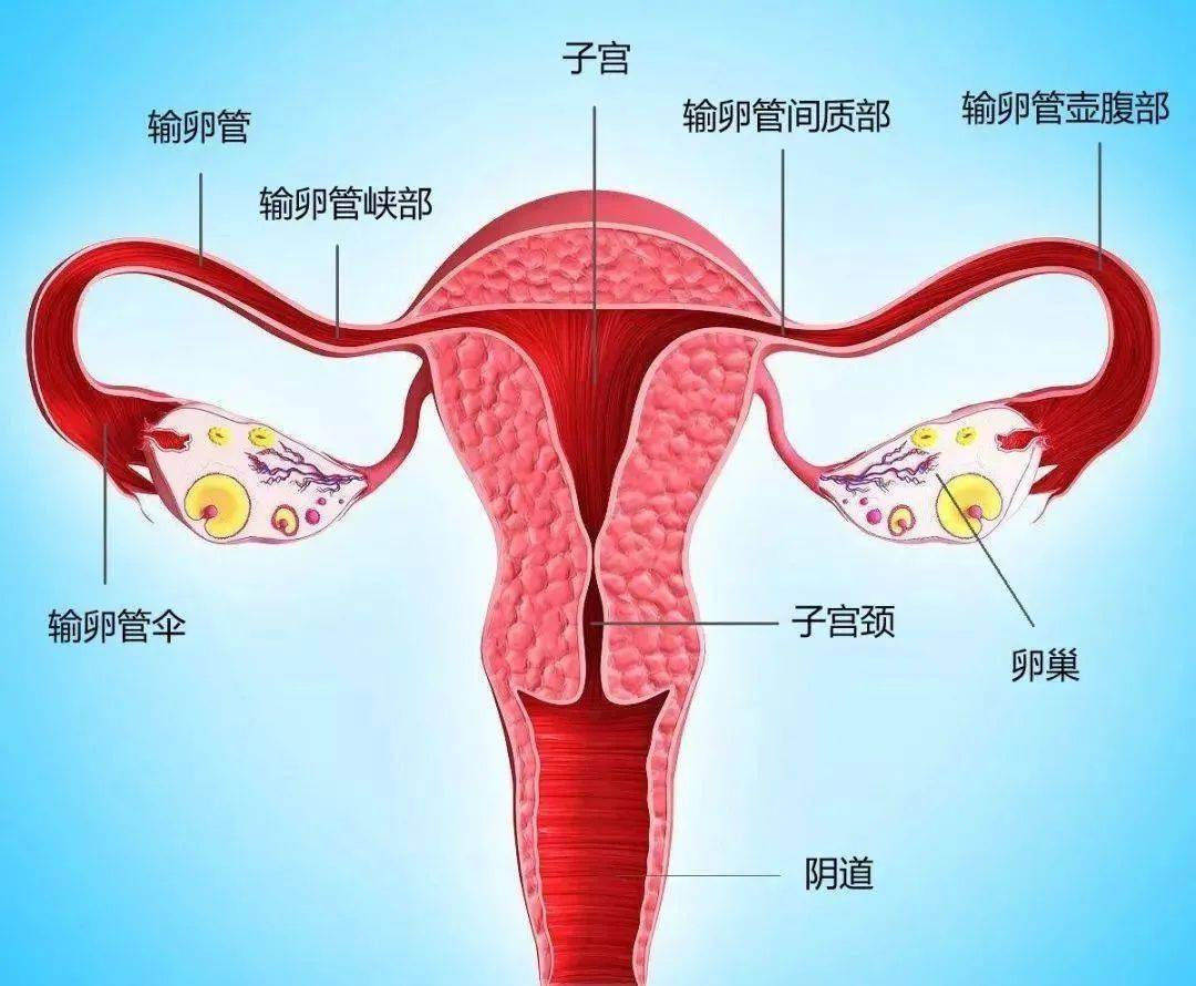 输卵管间质部图片