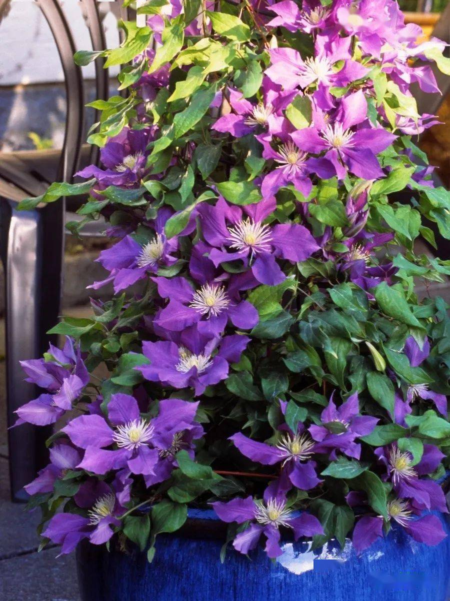 蒙迪利女士卡娜瓦居里夫人静海石金银丝帕特丽夏火焰