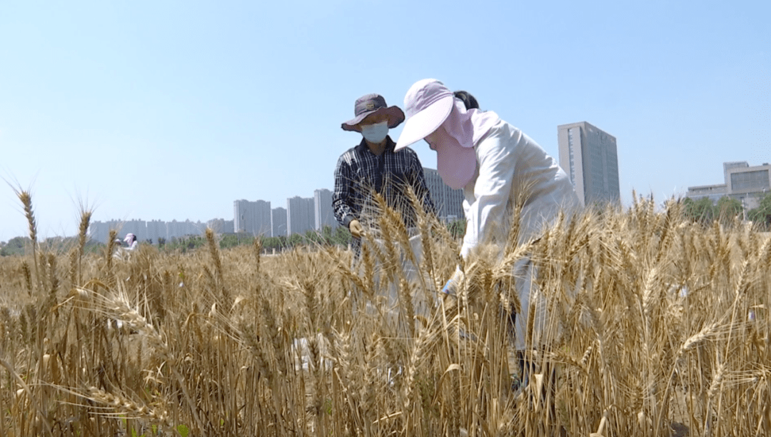拿镰刀和网兜的农业专家们在山东省农业科学院作物研究所核心实验田里