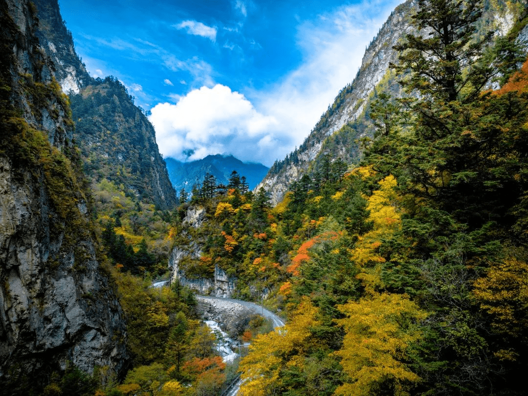 逛姐帶你一探究竟_景區_中國_大熊貓棲息地