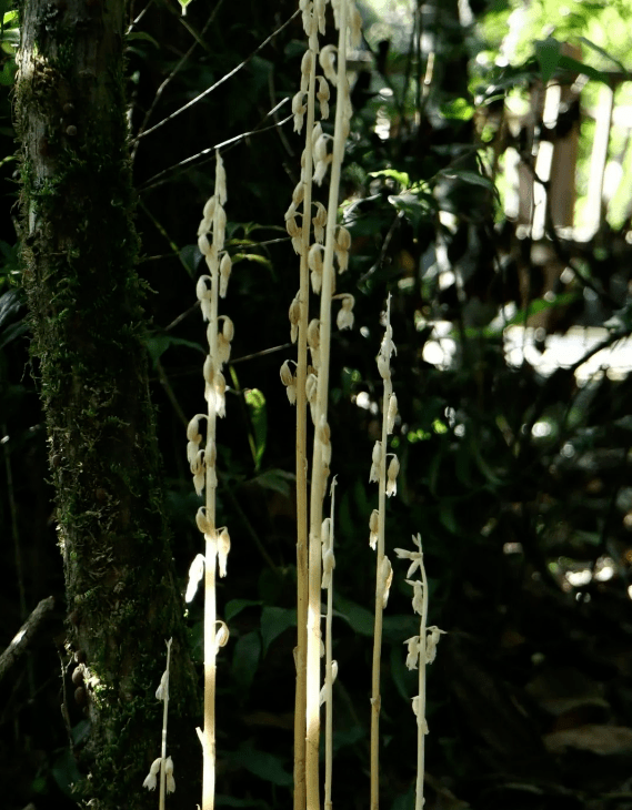 广西大明山保护区首次发现粉歪鳃金龟,看看你们见过吗?