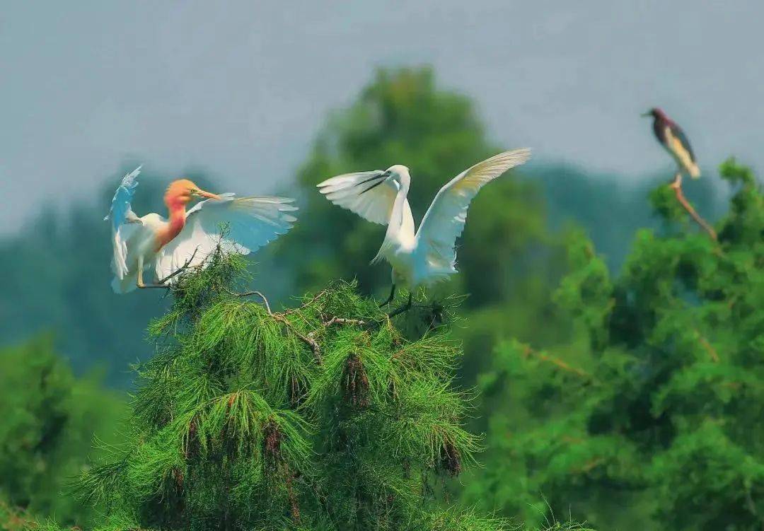 在这个"水乡泽国"里,人与自然和谐相处,"水清鱼读荷,林静鸟谈天"的