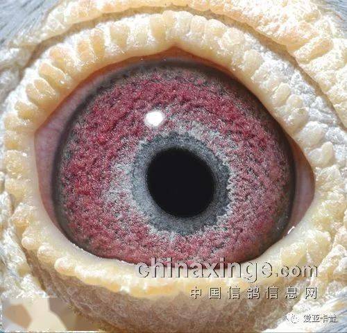 从网拍看国外高手的鉴鸽标准(图)_鸽子_颜色_血统