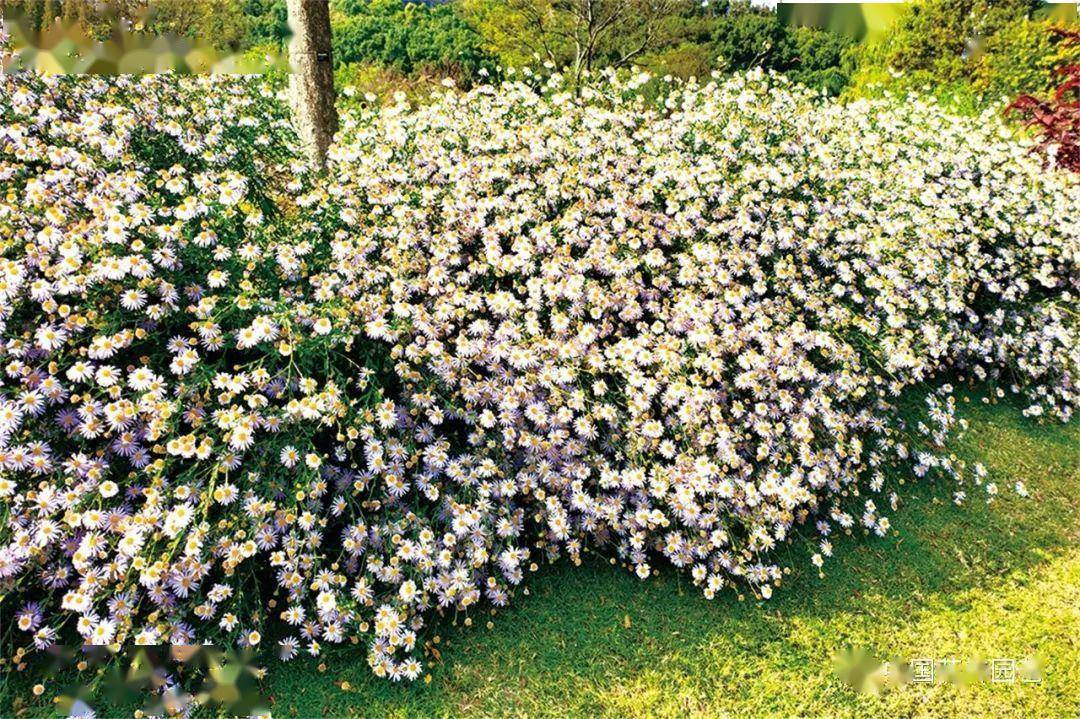 狭叶马兰 可食用的地景植物 | 品种_种植_应用_建设