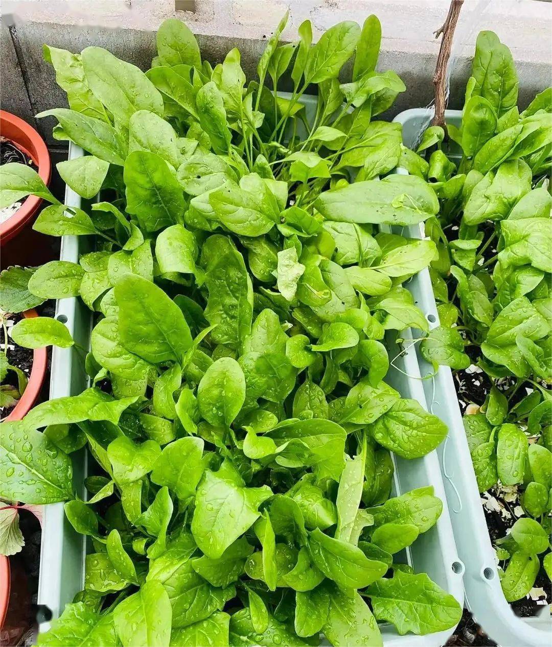 盆栽菠菜:从播种至收获仅需5周,来瞧瞧我的栽种过程有多快乐!_步骤_土壤_种子