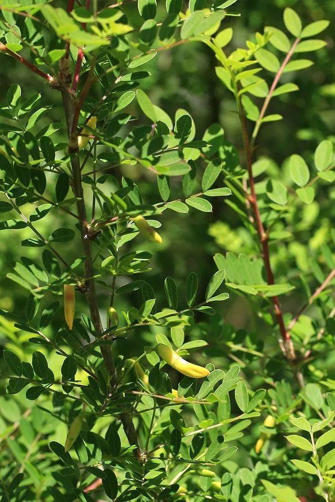 豆科 锦鸡儿属 小叶锦鸡儿豆目 豆科 黄芪属 短花梗黄芪虎耳草目茶藨