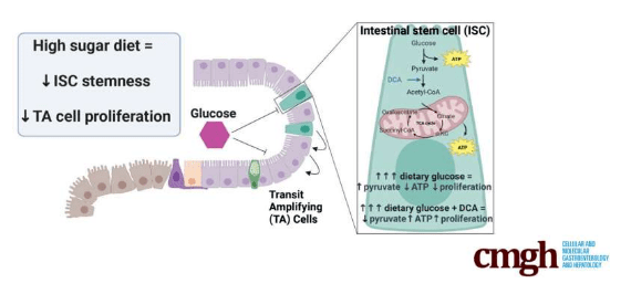 CMGH：揭示高糖饮食恶化炎性肠病背后的分子机制_研究_结肠_细胞