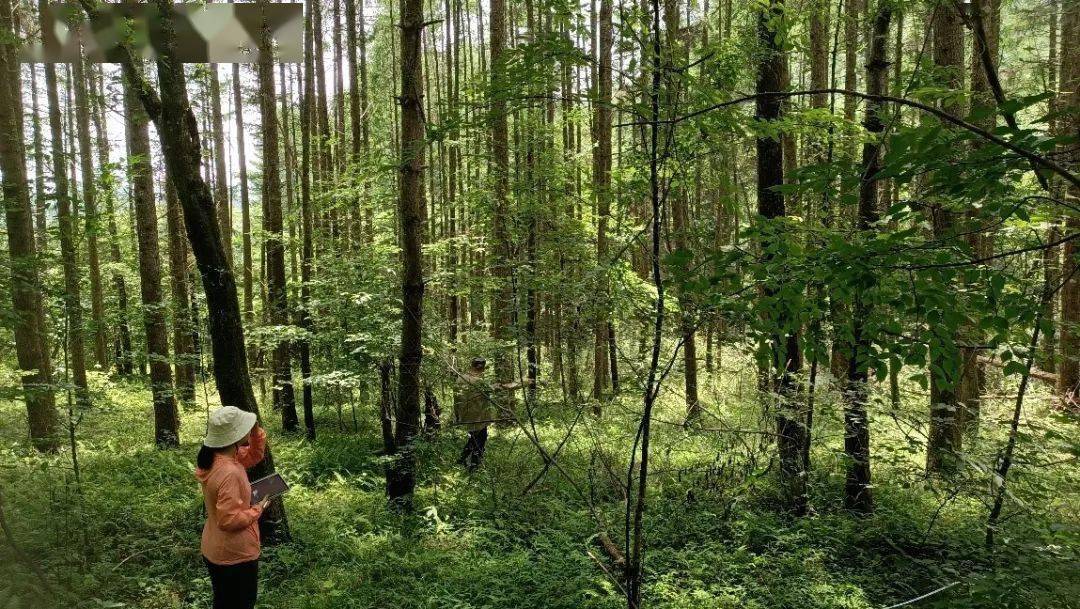 以保护区内的日本落叶松为研究对象,来阐释日本落叶松人工林对植物