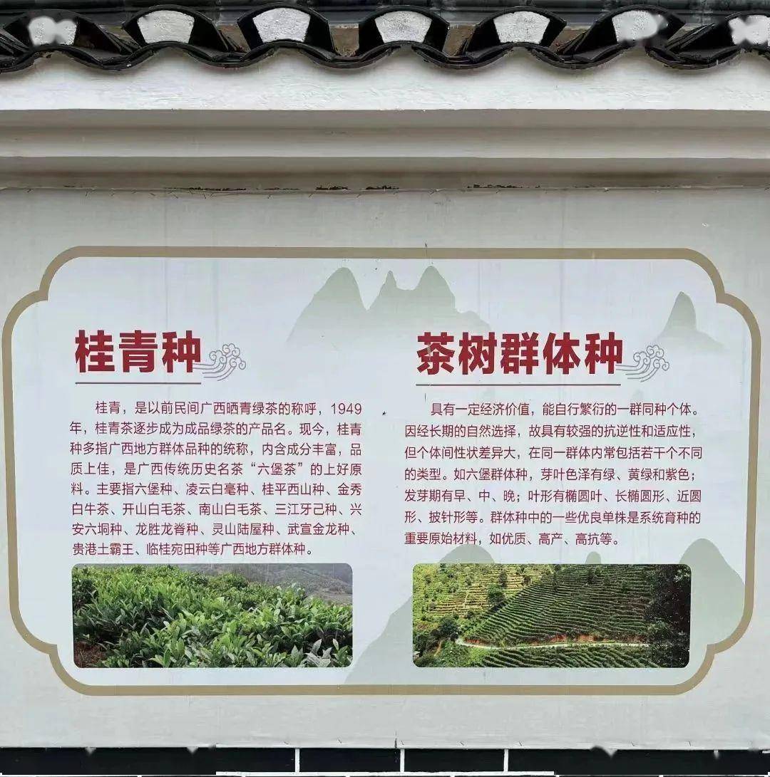 三鹤六堡茶【0816】品鉴评测_搜狐网