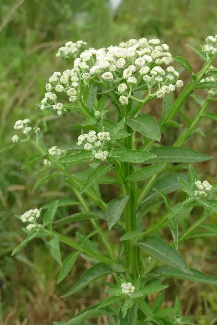 大自然】第261期:翼茎阔苞菊_植物_栾樨_繁殖