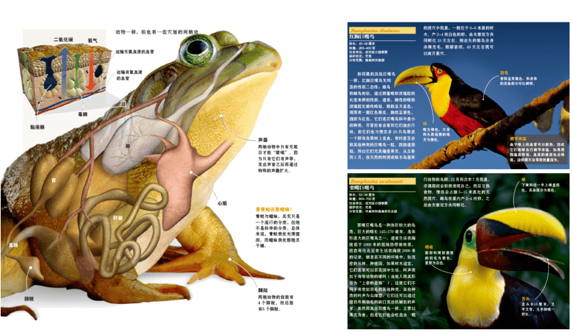陪孩子看《国家地理动物百科》,胜过去100次动物园!_图片_杂志_专业