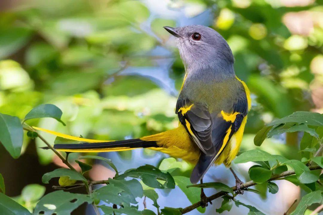 除勺嘴鹬之外,赵锷还曾拍到过朱鹮,白琵鹭,丝光椋鸟,褐河乌,青脚鹬