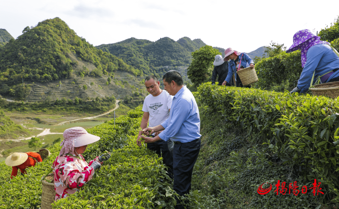 揭西县茶叶省级现代农业产业园:建园延链推动茶产业高质量发展_的生产