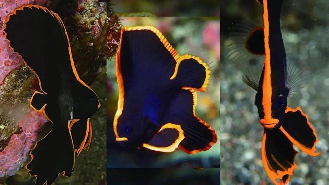 神奇动物在海洋(五十二)圆翅燕鱼:这种鱼竟然浑身冒火光!