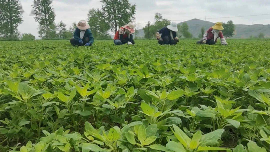 仲夏时节,禾田种养殖专业合作社山野菜种植基地里一派绿意盎然,生机