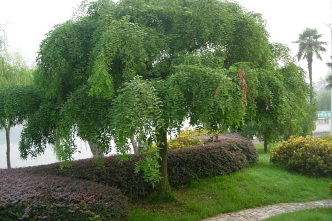 "阴树进家门,家宅不安宁",啥是"阴树"呢?家宅栽啥树好呢?