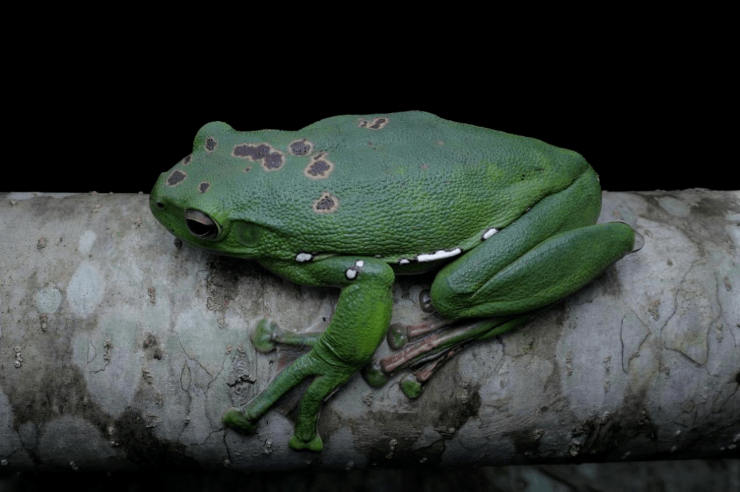 快来探秘文成两栖爬行动物宝库_调查_冷血动物_朱滨清
