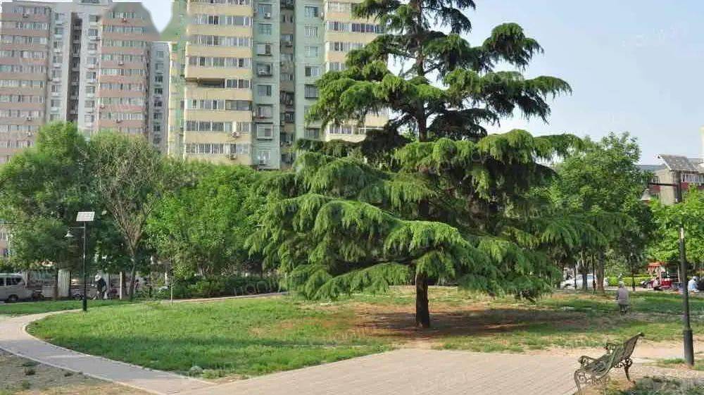 小区树木没管好 法院判物业公司赔偿——从一起树木损坏财产案谈物业