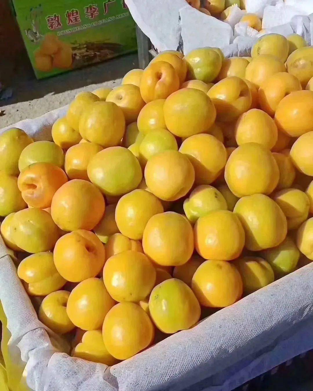 敦煌李广杏,一年相遇只有20天!_杏子_日子_原料